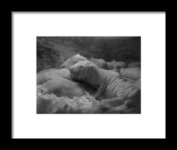 Naked Framed Print featuring the photograph Philadelphia Zoo - Naked Mole Rat by Richard Reeve
