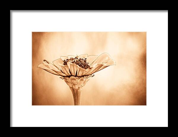 Flower Framed Print featuring the photograph Phillies Need A Win by Trish Tritz
