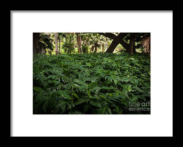 Philodendron Framed Print featuring the photograph Philodendron Covering by Blake Webster