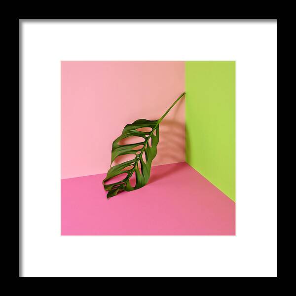 Sparse Framed Print featuring the photograph Philodendron Leaf Leaning In Corner Of by Juj Winn