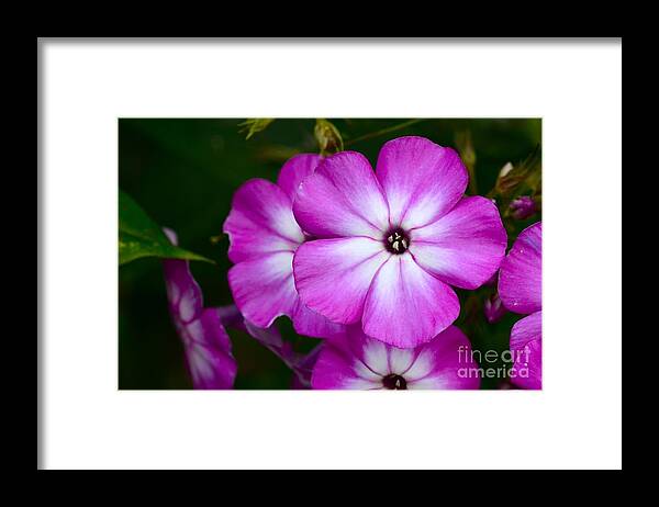 Pholx Framed Print featuring the photograph Phlox by Dan Hefle