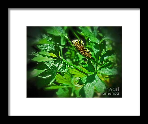  Macro Monarch Caterpillar Framed Print featuring the photograph Macro Monarch Caterpillar by Femina Photo Art By Maggie