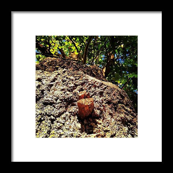  Framed Print featuring the photograph Photographed An Ent Today by Danielle McComb