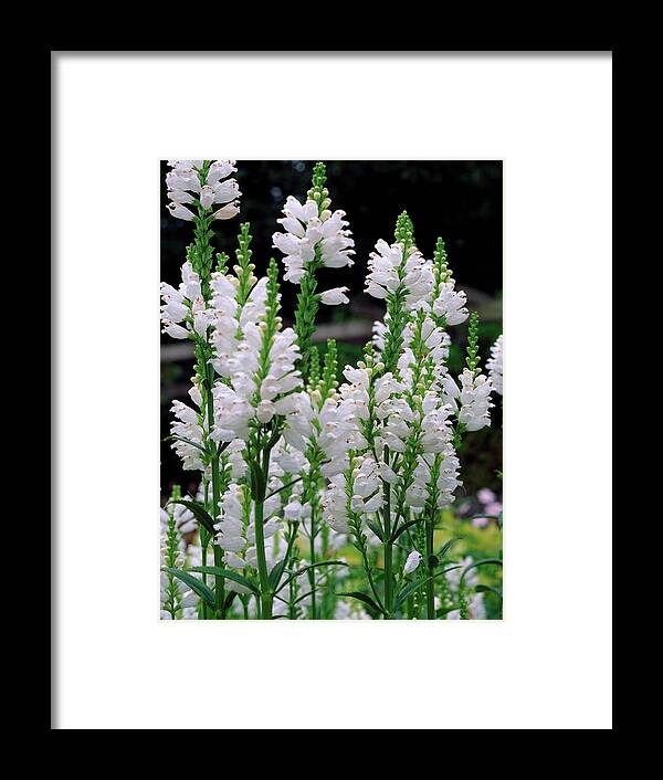 Physostegia Virginiana Summer Framed Print featuring the photograph Physostegia Virginiana Summer Snow by The Picture Store/science Photo Library