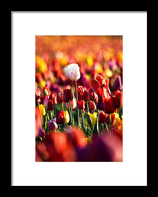 Tulip Framed Print featuring the photograph Pick Me by Ronda Kimbrow