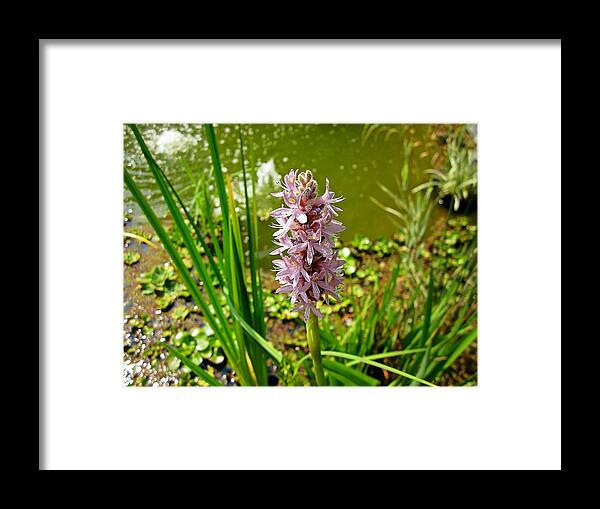 Pickerel Weed Framed Print featuring the photograph Pickerel Weed Plant by MTBobbins Photography