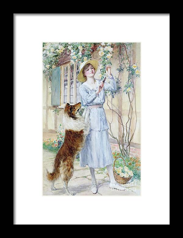Rose Framed Print featuring the painting Picking Roses by William Henry Margetson