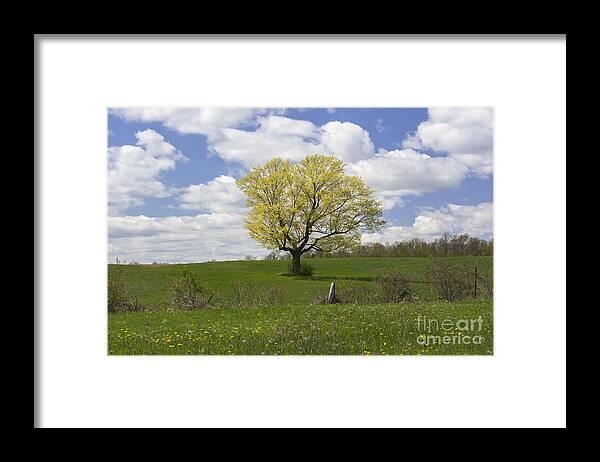 Spring Landscape Framed Print featuring the photograph Picnic Spot by Dan Hefle
