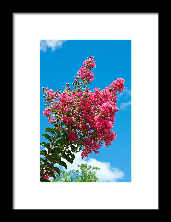 Crape Framed Print featuring the photograph Picture Perfect Morning by Donna Proctor