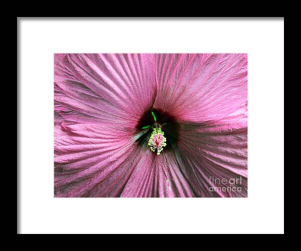 Floral Framed Print featuring the photograph Pie Plate Hibiscus by Nina Silver