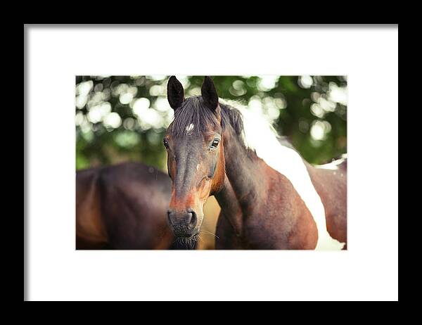 Horse Framed Print featuring the photograph Piebald Coloured Horse by Sasha Bell