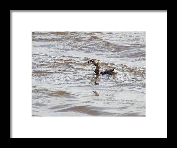 Pied-billed Grebe Framed Print featuring the photograph Pied-billed Grebe by Thomas Young