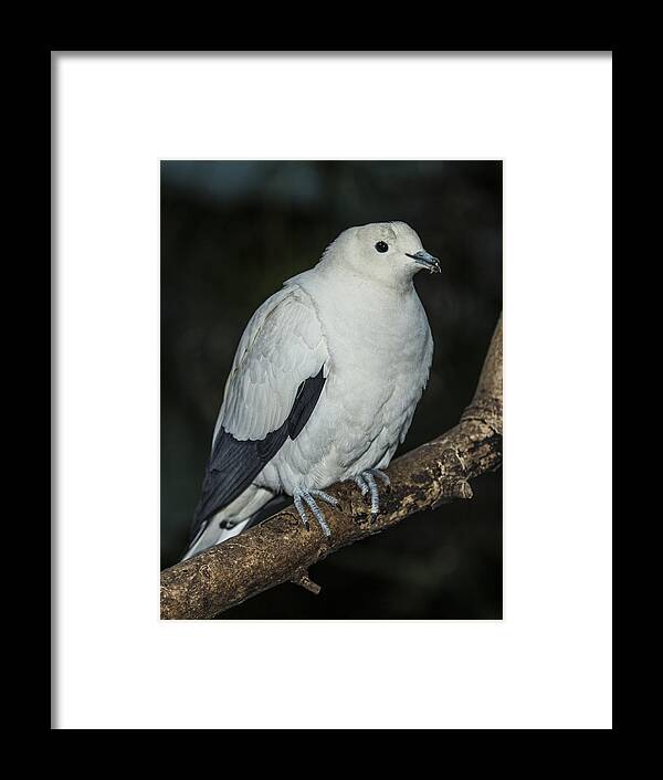 Aviary Framed Print featuring the photograph Pied Imperial Pigeon by Gerald Murray Photography