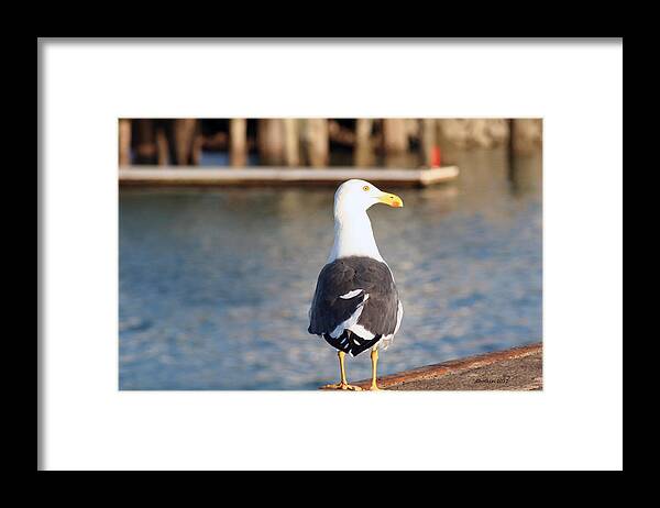 Animals Framed Print featuring the photograph Pier Watch by Dick Botkin