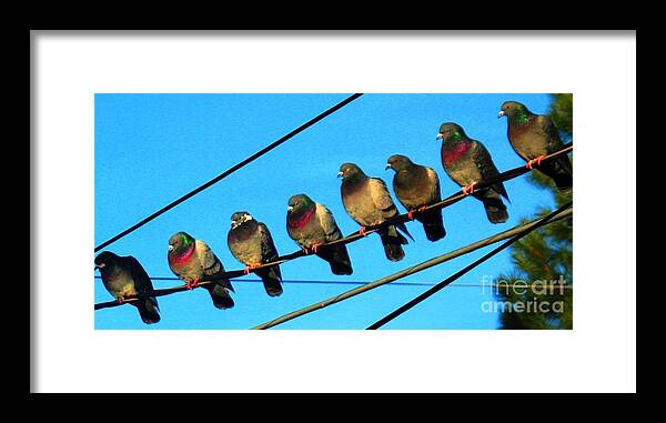 Pigeons Framed Print featuring the photograph Pigeon Beauty Pageant by Hazel Holland