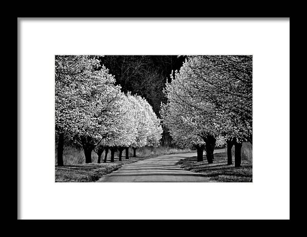 Dogwoods Framed Print featuring the photograph Pigeon Mountain Dogwoods in Black and White by Tara Potts
