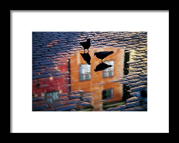 Pigeons Framed Print featuring the photograph Pigeons by Allan Wallberg