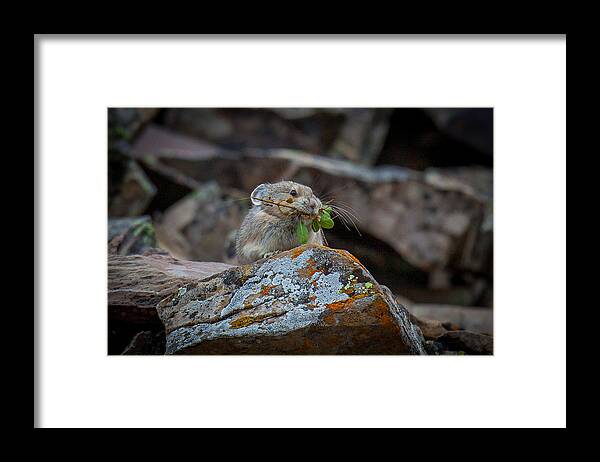  Framed Print featuring the photograph Pika Hustle by Kevin Dietrich