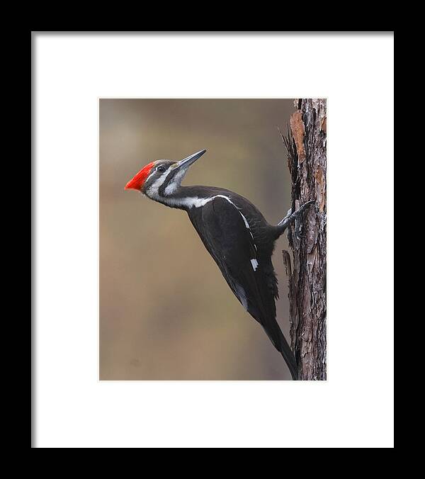 Woodpecker Framed Print featuring the photograph Pileated Woodpecker by Jim E Johnson