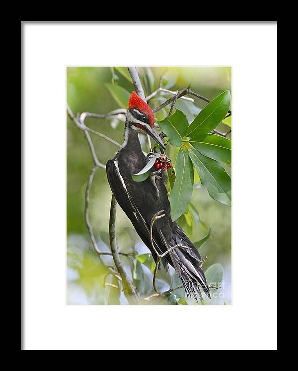 Woodpecker Framed Print featuring the photograph Pileated Woodpecker by Kathy Baccari