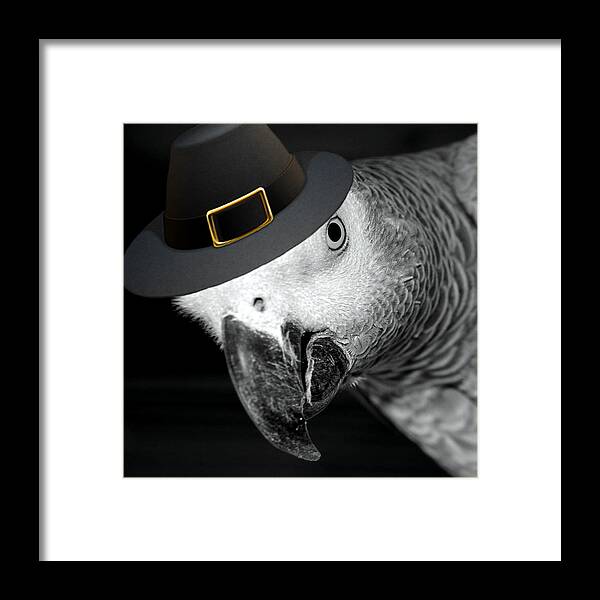 African Grey Framed Print featuring the photograph Pilgrim Parrot by Mim White