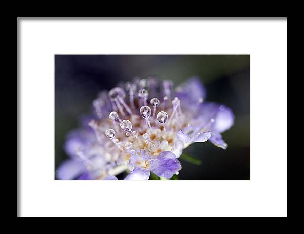 Drops Framed Print featuring the photograph Pincushion Drops by Rebecca Cozart