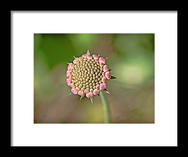Flower Framed Print featuring the photograph Pincushion Flower Bud by Linda Brown