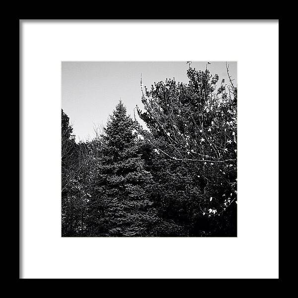 Trees Framed Print featuring the photograph Pine And Leaves - Monochrome by Frank J Casella