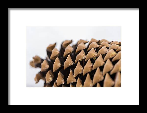 Pine Cone Framed Print featuring the photograph Pine Cone Study 10 by Scott Campbell