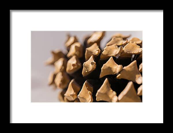 Pine Cone Framed Print featuring the photograph Pine Cone Study 11 by Scott Campbell