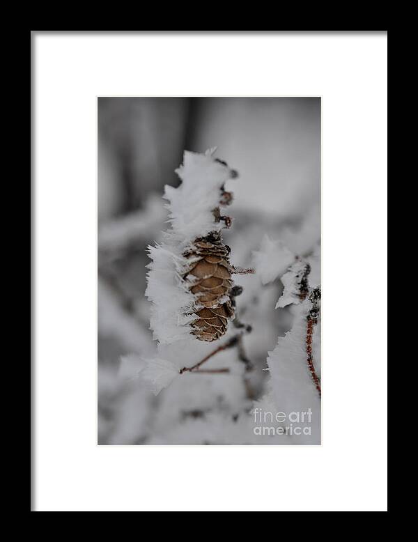 Winter Framed Print featuring the photograph Pine Cone by Sylvie Leandre