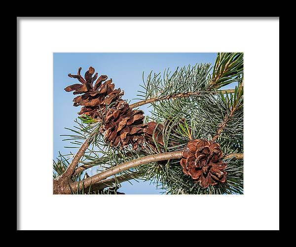 Pine Cones Framed Print featuring the photograph Pine Cones by Len Romanick