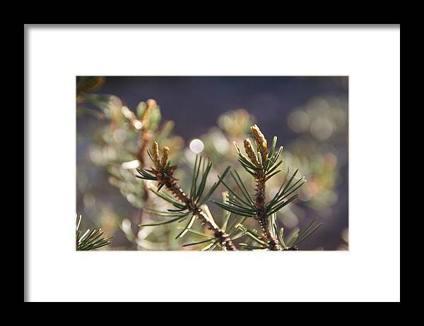 Tree Framed Print featuring the photograph Pine by David S Reynolds