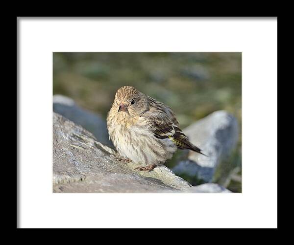 Pine Siskin Framed Print featuring the photograph Pine Siskin by Kathy King