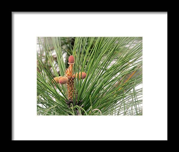 Tree Framed Print featuring the photograph Pine Tree Cross for Easter by Ella Kaye Dickey