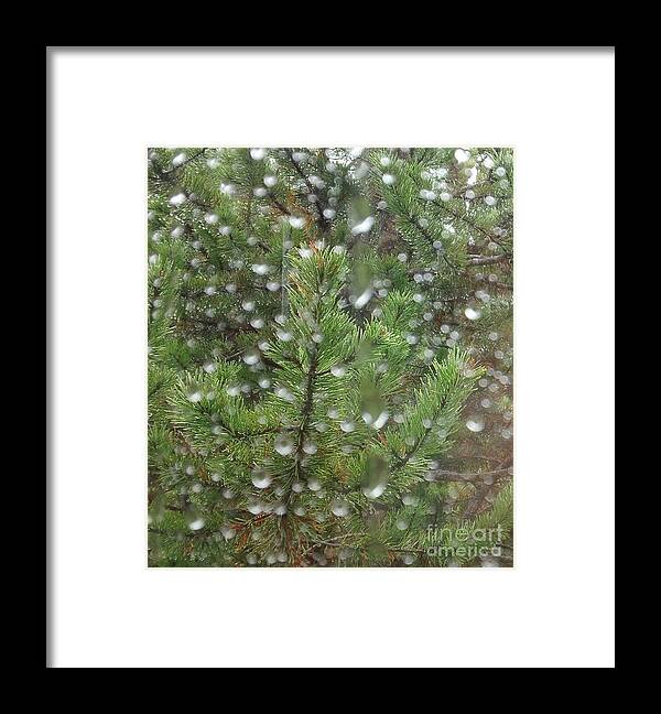 Pine Tree Framed Print featuring the photograph Pine Tree in the Rain by Laura Wong-Rose