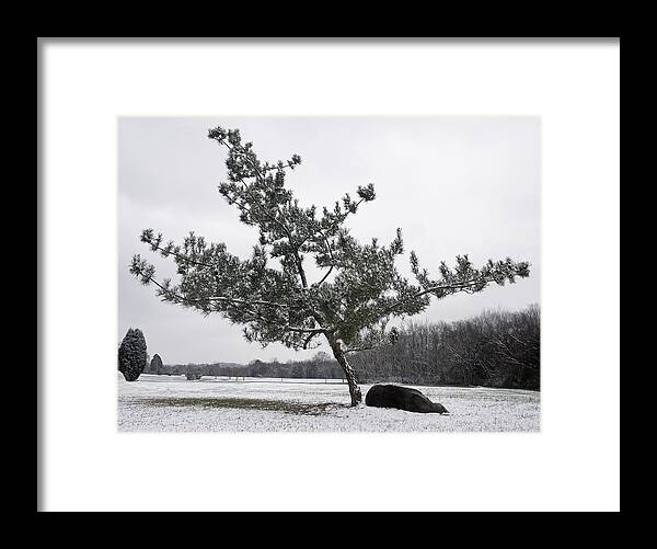 Virginia Pine Framed Print featuring the photograph Pine Tree by Melinda Fawver