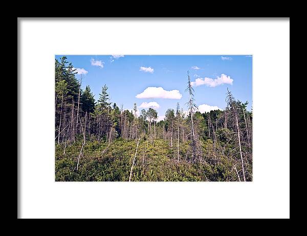 Summer Framed Print featuring the photograph Pine trees forest by Marek Poplawski