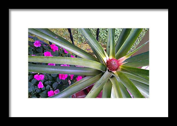 Pineapple Framed Print featuring the photograph Pineapple Plant Blooms by Kenny Glover