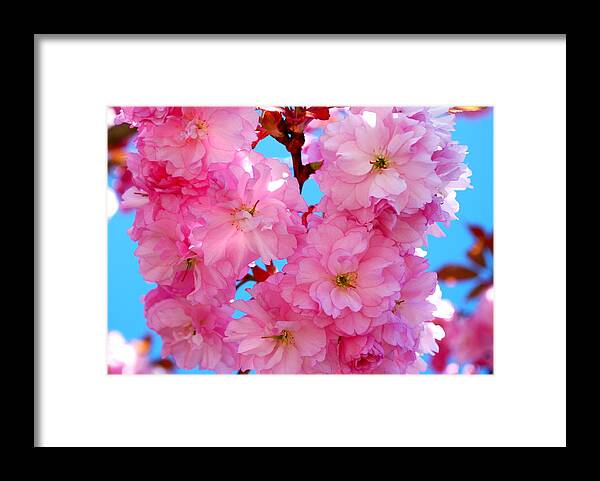 Pink Flowers Framed Print featuring the photograph Pink and Blue by Richard Hinger