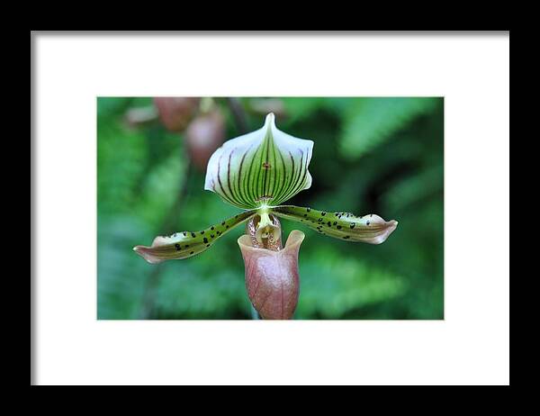Green Framed Print featuring the photograph Pink and green lady slipper orchid by Sue Morris