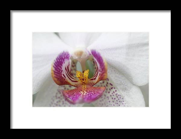 Orchid Framed Print featuring the photograph Pink and White Orchid by Sue Morris