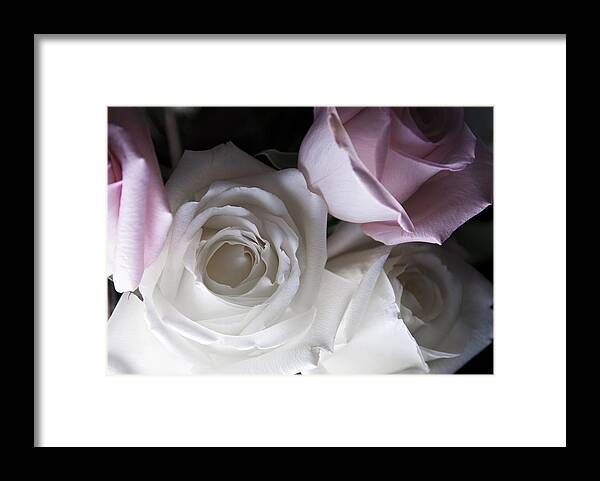 Roses Framed Print featuring the photograph Pink and white roses by Jennifer Ancker