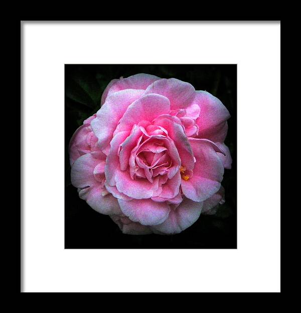 Camellia Framed Print featuring the photograph Pink Beauty by Sheri McLeroy