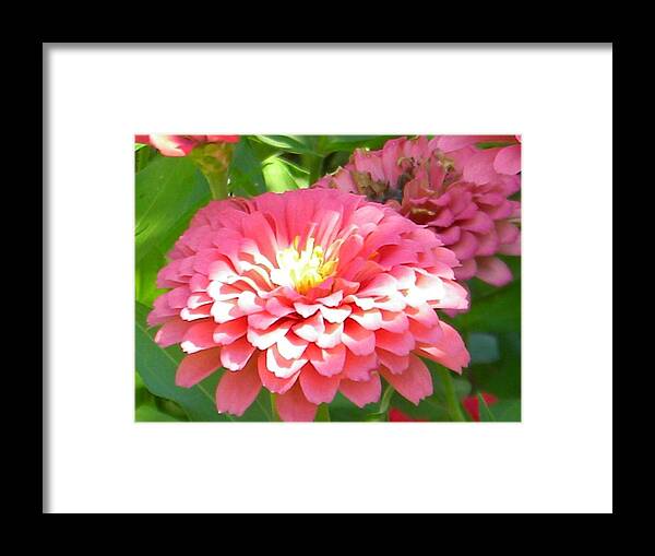  Framed Print featuring the photograph Pink Blossom by Sara Meche