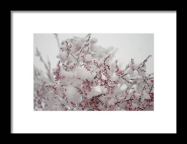 Pink Framed Print featuring the photograph Pink Spring Blossoms In the Snow by Suzanne Powers