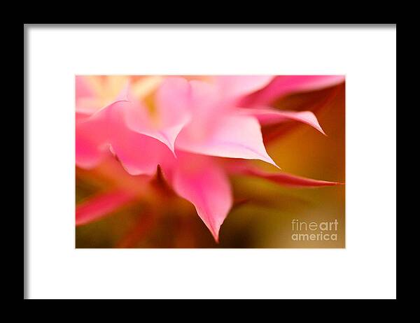 Cactus Framed Print featuring the photograph Pink Cactus Flower Abstract by Michael Cinnamond