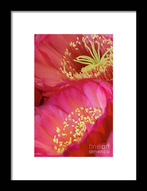 Pink Cactus Flower Framed Print featuring the photograph Pink Cactus Flower Bouquet II by Tamara Becker