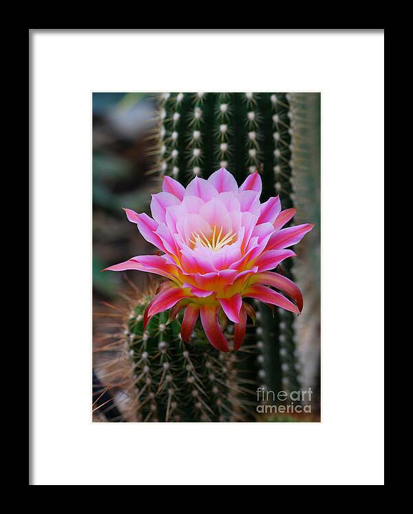 Cactus Framed Print featuring the photograph Pink Cactus Flower by Nancy Mueller