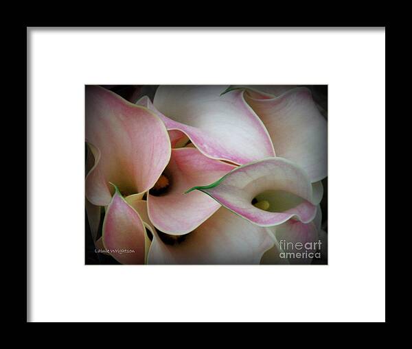 Flower Framed Print featuring the photograph Pink Calla Lily by Lainie Wrightson